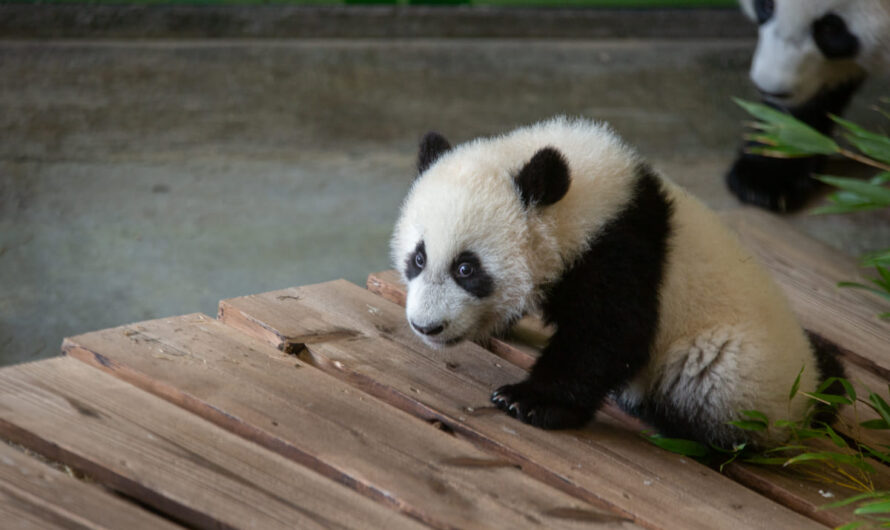 Ouwehands Dierenpark: Pandajong zichtbaar voor bezoekers