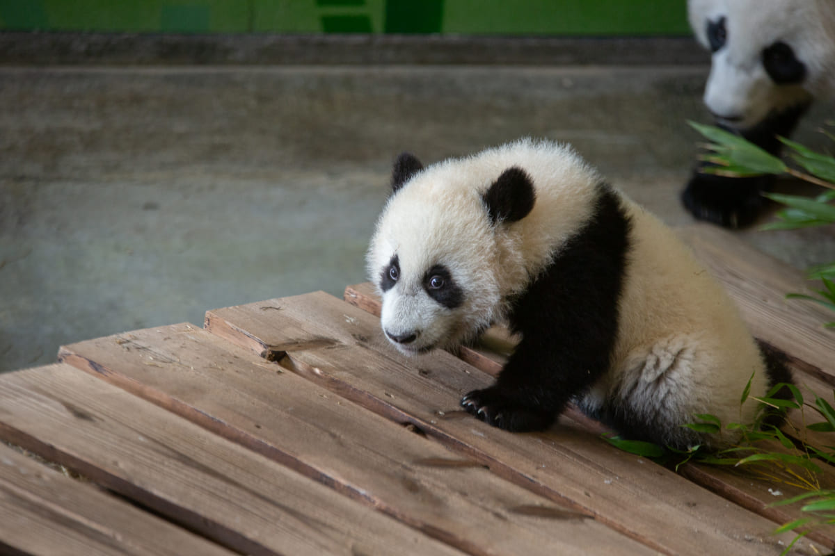 Het pandajong Lang Yue kreeg voor het eerst toegang tot het binnenverblijf voor de schermen waar bezoekers het dier dus voor het eerst konden bewonderen.