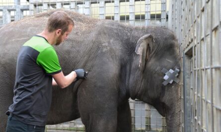 Op de foto vaccineert WILDLANDS-dierenarts Job Stumpel één van de twee stiertjes.
