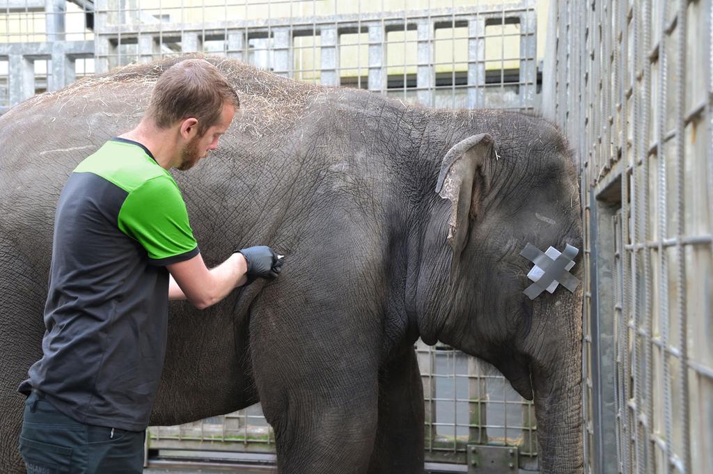 Op de foto vaccineert WILDLANDS-dierenarts Job Stumpel één van de twee stiertjes.