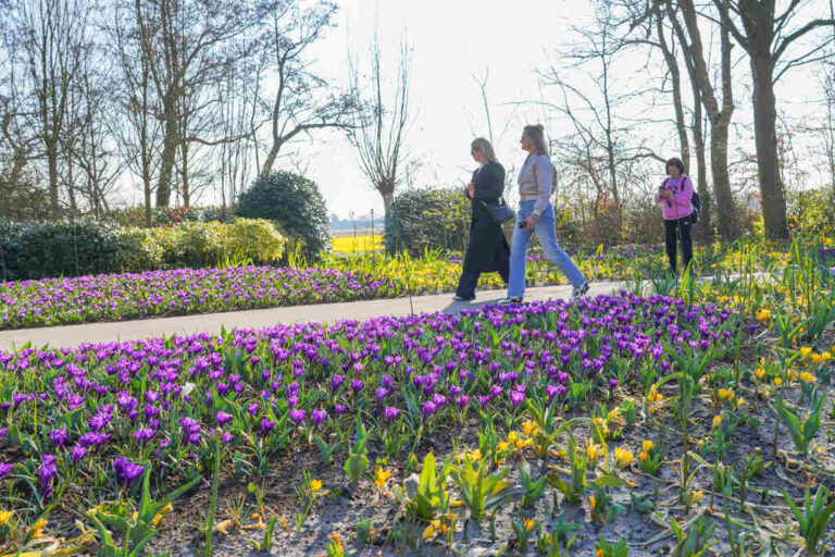Het is lente: Keukenhof is weer open en dat is goed voor het brein