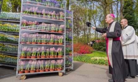 Gezegende bloemen vanaf Keukenhof onderweg naar Sint-Pietersplein