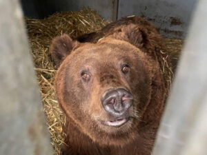 Ouwehands Dierenpark verwacht twee bruine beren uit Oekraïne