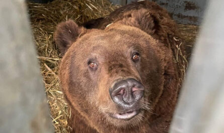 Ouwehands Dierenpark verwacht twee bruine beren uit Oekraïne