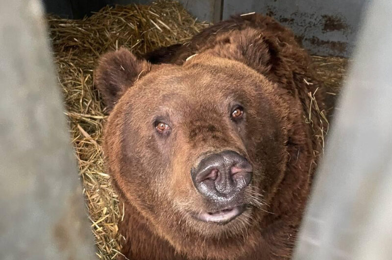 Ouwehands Dierenpark verwacht twee bruine beren uit Oekraïne