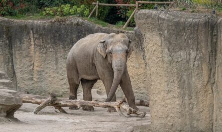 In WILDLANDS Adventure Zoo Emmen is een nieuwe Aziatische olifantenbul gearriveerd: Khin Yadanar Min, of kortweg Yadanar. Hij komt uit het Duitse Zoo Heidelberg als onderdeel van het Europese soortbehoudprogramma (EEP). Dit programma zorgt ervoor dat de olifantenpopulatie in dierentuinen genetisch gezond en sociaal stabiel blijft. Het ‘gewichtige’ transport arriveerde dinsdag aan het eind van de middag en verliep rustig en snel. De nieuwe stier stond na een uur al op stal rustig te eten. Een natuurlijke stap binnen het EEP Een dag voor de komst van deze 15-jarige bul is de 27-jarige stier Timber naar Eindhoven Zoo vertrokken. Yadanar neemt in Emmen zijn rol als fokbul over. Hier zal hij zowel tijd doorbrengen met de koeien als met de jonge mannetjes, wat aansluit bij het natuurlijke gedrag van zijn soortgenoten in het wild. Voor twee van de vrouwelijke olifanten heeft het EEP een fokaanbeveling gedaan, wat betekent dat er in de toekomst mogelijk jonge olifanten worden geboren. Voorafgaand aan de bullenwissel zijn dierverzorgers uit Emmen naar Heidelberg geweest om daar al kennis te maken met de stier en zijn verzorgers uit Eindhoven Zoo op bezoek geweest in Emmen. Daarnaast reisden twee verzorgers uit Emmen met Timber mee naar Eindhoven om hem tijdens zijn eerste momenten in de nieuwe omgeving te begeleiden. Ook kwamen vanuit Heidelberg twee dierverzorgers met Yadanar mee om hem hier uit te verhuiskist te begeleiden en ook de komende dagen zullen zij de verzorgers in Emmen alles over het karakter van de olifant leren. De stier krijgt nu eerst de mogelijkheid om rustig te wennen aan zijn nieuwe thuis. Het olifantenverblijf in Emmen heeft een groot buitenterrein met volop gelegenheid om te zwemmen en een binnenterrein, ook met een flinke waterpartij. Hij staat eerst nog apart van de kudde en wordt stap voor stap geïntroduceerd aan de rest van de twee jonge mannen en de drie dames. De olifant zou al te zien kunnen zijn voor bezoekers, want hij mag op eigen tempo het verblijf verkennen. Met deze wisseling draagt WILDLANDS actief bij aan het behoud van de bedreigde Aziatische olifant en leeft de kudde in Emmen op een zo sociaal gezien natuurlijk mogelijke manier. Einde persbericht