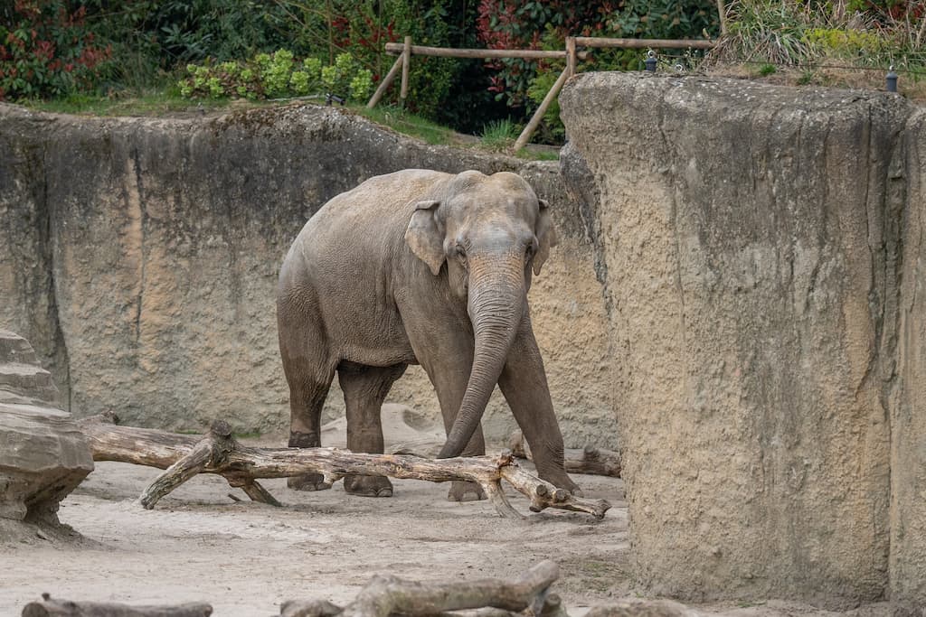 In WILDLANDS Adventure Zoo Emmen is een nieuwe Aziatische olifantenbul gearriveerd: Khin Yadanar Min, of kortweg Yadanar. Hij komt uit het Duitse Zoo Heidelberg als onderdeel van het Europese soortbehoudprogramma (EEP). Dit programma zorgt ervoor dat de olifantenpopulatie in dierentuinen genetisch gezond en sociaal stabiel blijft. Het ‘gewichtige’ transport arriveerde dinsdag aan het eind van de middag en verliep rustig en snel. De nieuwe stier stond na een uur al op stal rustig te eten. Een natuurlijke stap binnen het EEP Een dag voor de komst van deze 15-jarige bul is de 27-jarige stier Timber naar Eindhoven Zoo vertrokken. Yadanar neemt in Emmen zijn rol als fokbul over. Hier zal hij zowel tijd doorbrengen met de koeien als met de jonge mannetjes, wat aansluit bij het natuurlijke gedrag van zijn soortgenoten in het wild. Voor twee van de vrouwelijke olifanten heeft het EEP een fokaanbeveling gedaan, wat betekent dat er in de toekomst mogelijk jonge olifanten worden geboren. Voorafgaand aan de bullenwissel zijn dierverzorgers uit Emmen naar Heidelberg geweest om daar al kennis te maken met de stier en zijn verzorgers uit Eindhoven Zoo op bezoek geweest in Emmen. Daarnaast reisden twee verzorgers uit Emmen met Timber mee naar Eindhoven om hem tijdens zijn eerste momenten in de nieuwe omgeving te begeleiden. Ook kwamen vanuit Heidelberg twee dierverzorgers met Yadanar mee om hem hier uit te verhuiskist te begeleiden en ook de komende dagen zullen zij de verzorgers in Emmen alles over het karakter van de olifant leren. De stier krijgt nu eerst de mogelijkheid om rustig te wennen aan zijn nieuwe thuis. Het olifantenverblijf in Emmen heeft een groot buitenterrein met volop gelegenheid om te zwemmen en een binnenterrein, ook met een flinke waterpartij. Hij staat eerst nog apart van de kudde en wordt stap voor stap geïntroduceerd aan de rest van de twee jonge mannen en de drie dames. De olifant zou al te zien kunnen zijn voor bezoekers, want hij mag op eigen tempo het verblijf verkennen. Met deze wisseling draagt WILDLANDS actief bij aan het behoud van de bedreigde Aziatische olifant en leeft de kudde in Emmen op een zo sociaal gezien natuurlijk mogelijke manier. Einde persbericht