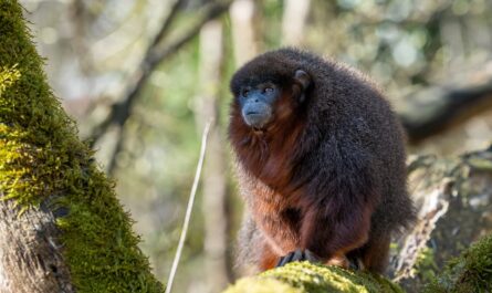 Burgers’ Zoo introduceert twee rode titi’s in de Mangrove die zich via kunstlianen door de hele hal kunnen bewegen