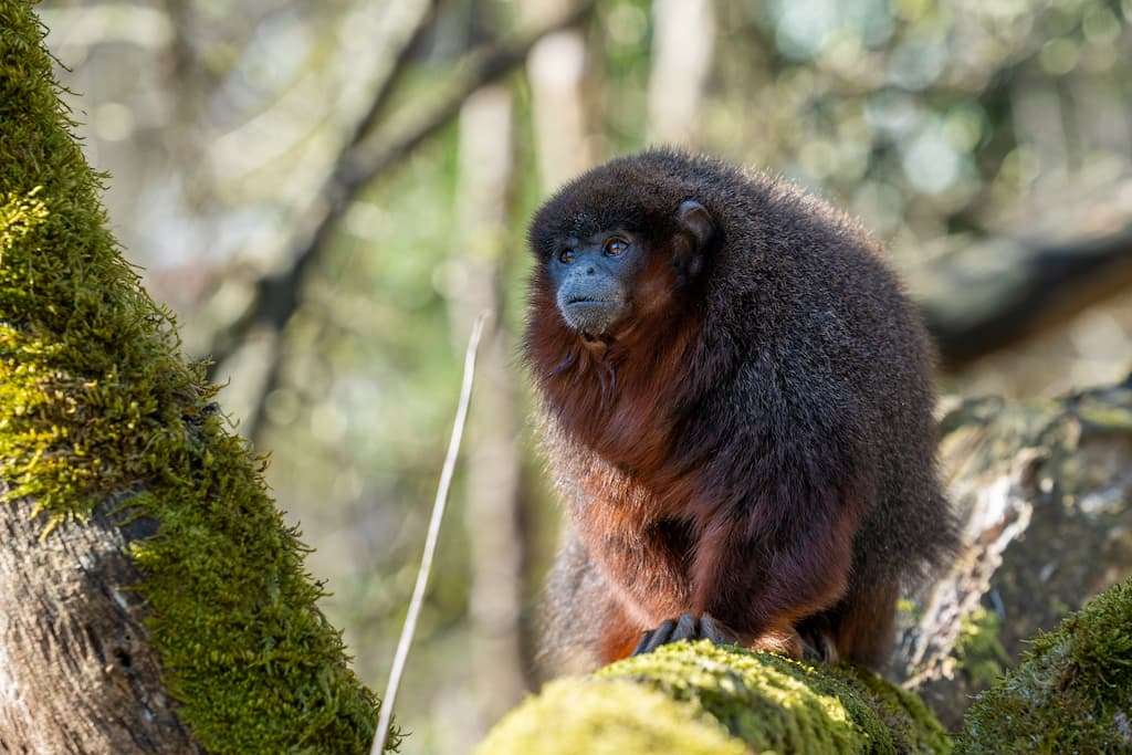 Burgers’ Zoo introduceert twee rode titi’s in de Mangrove die zich via kunstlianen door de hele hal kunnen bewegen