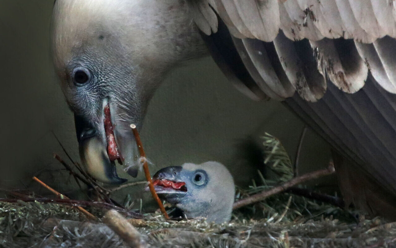 Vale gieren kuiken in ARTIS © ARTIS