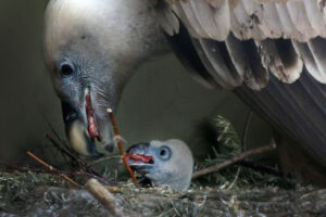 Vale gieren kuiken in ARTIS © ARTIS