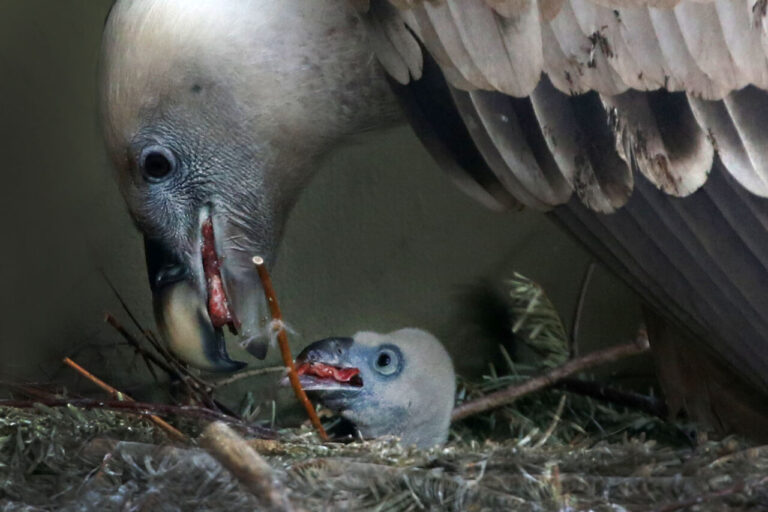 Mannenkoppel heeft vale gier ei uitgebroed in ARTIS
