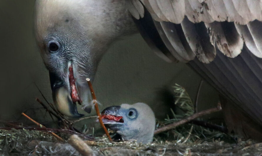 Mannenkoppel heeft vale gier ei uitgebroed in ARTIS