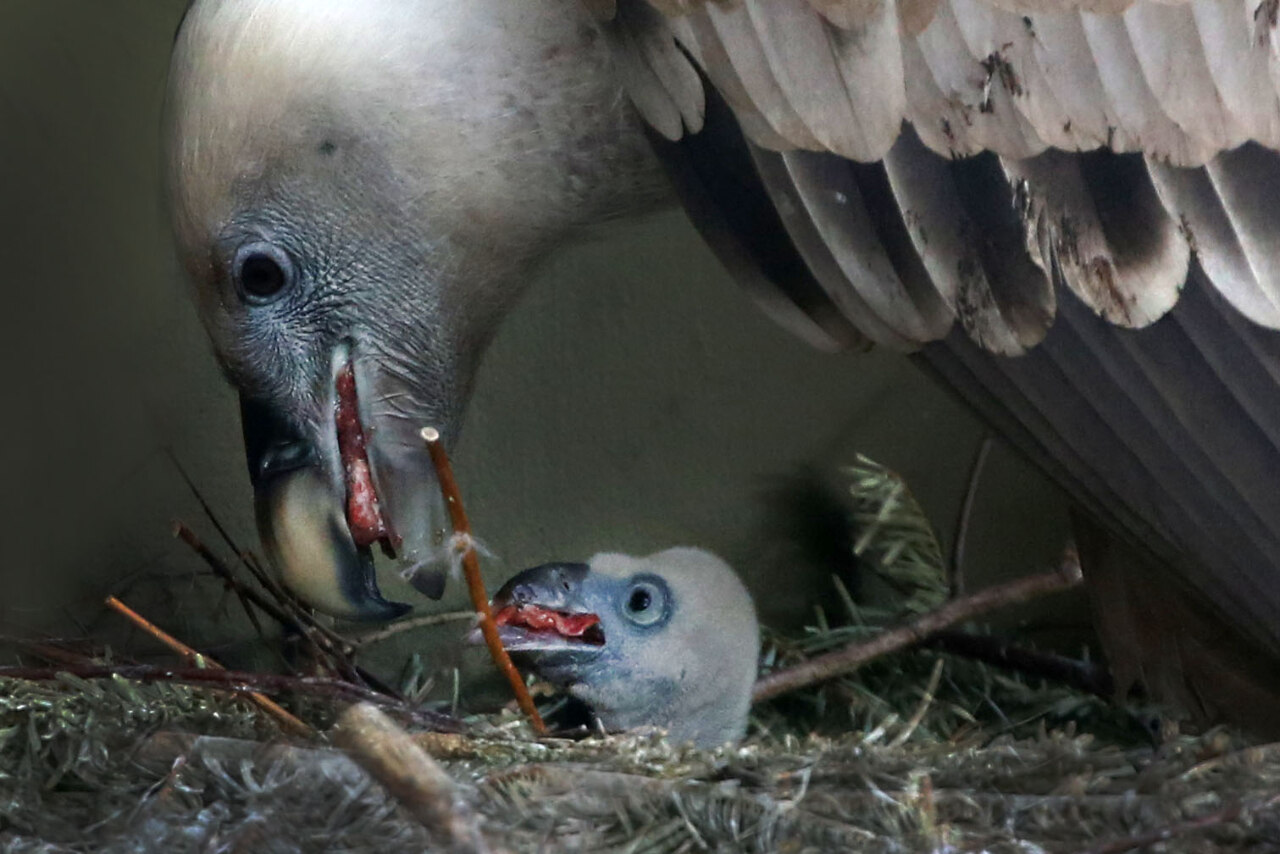 Mannenkoppel heeft vale gier ei uitgebroed in ARTIS