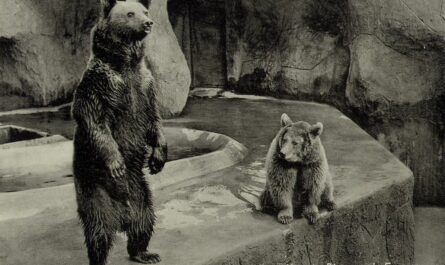 viering zoo emmen 90 jaar