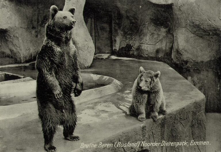 WILDLANDS viert 90 jaar Zoo in Emmen, een bijzondere mijlpaal