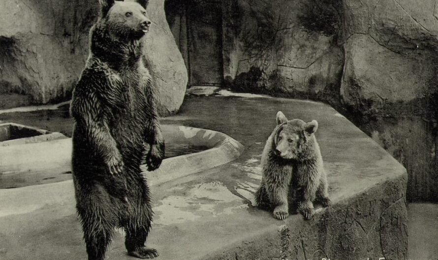 WILDLANDS viert 90 jaar Zoo in Emmen, een bijzondere mijlpaal