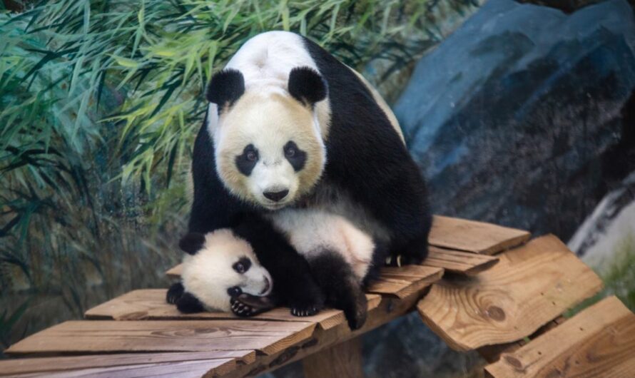 Nieuw seizoen Het Echte Leven in de Dierentuin