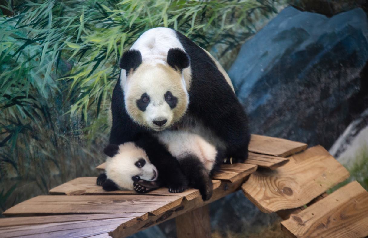 Nieuw seizoen Het Echte Leven in de Dierentuin - Panda Lan Yue en Wu Wen