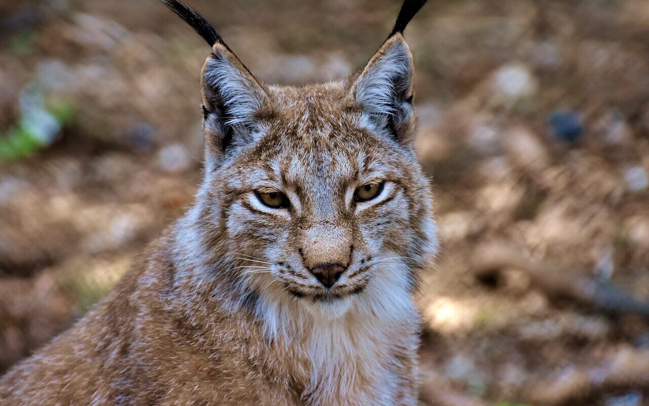 lynx