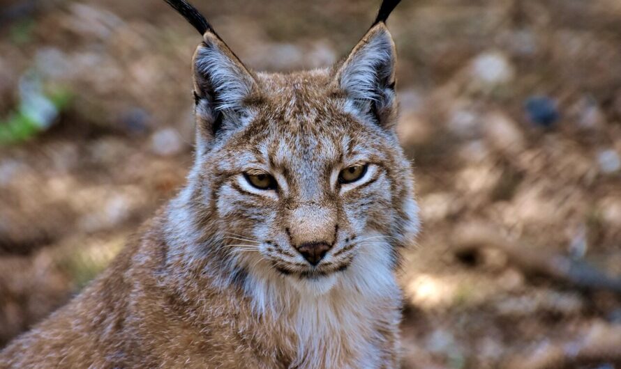 Jonge Lynx ontsnapt uit Eindhoven Zoo