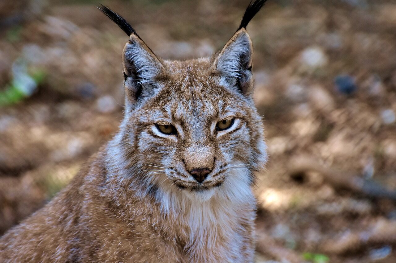 Jonge Lynx ontsnapt uit Eindhoven Zoo