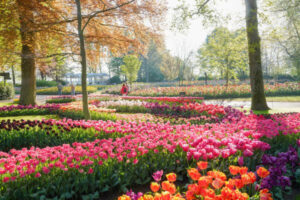 Keukenhof kijkt terug op een stralend seizoen