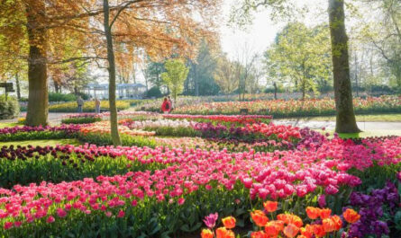 Keukenhof kijkt terug op een stralend seizoen