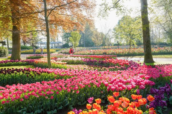 Keukenhof kijkt terug op een stralend seizoen