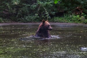 Twee beren uit Oekraïne zetten eerste stappen in Het Berenbos
