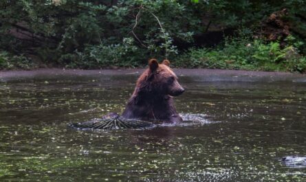 Twee beren uit Oekraïne zetten eerste stappen in Het Berenbos
