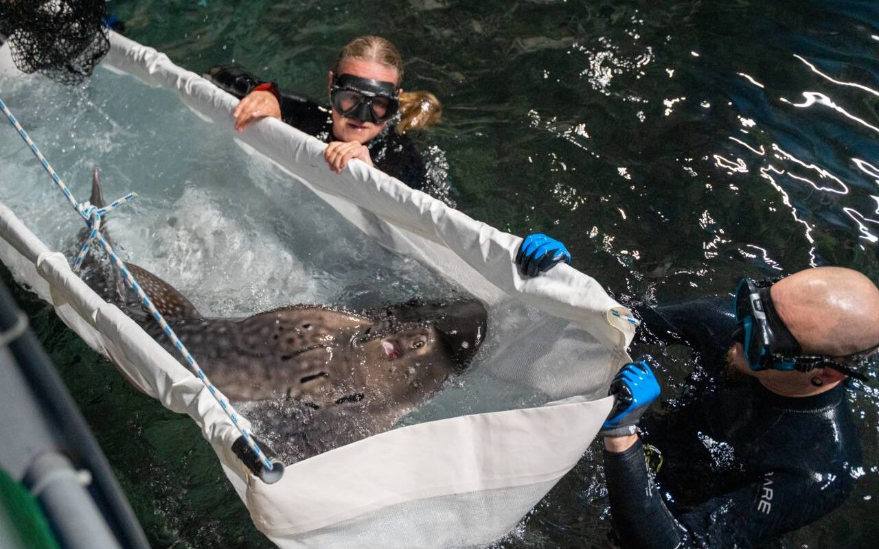Zeldzame boogbekrog primeur voor Burgers’ Ocean