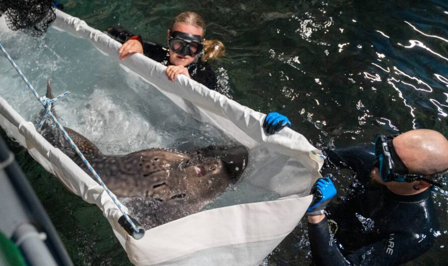 Zeldzame boogbekrog primeur voor Burgers’ Ocean