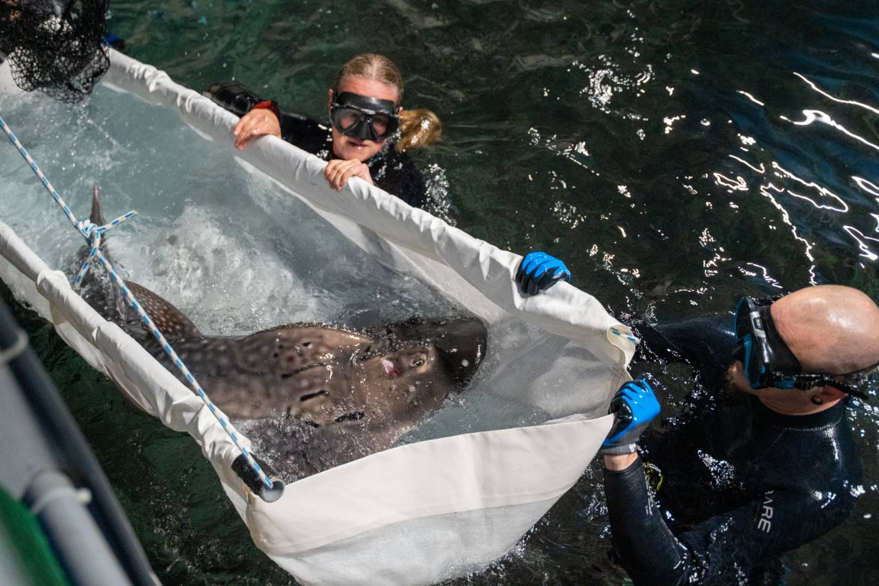 Zeldzame boogbekrog primeur voor Burgers’ Ocean