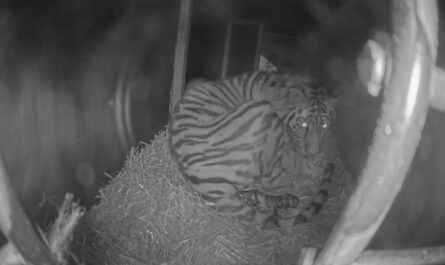 Amoertijgerdrieling geboren in Ouwehands Dierenpark!