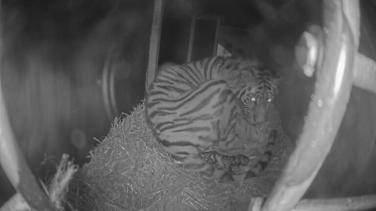 Amoertijgerdrieling geboren in Ouwehands Dierenpark!