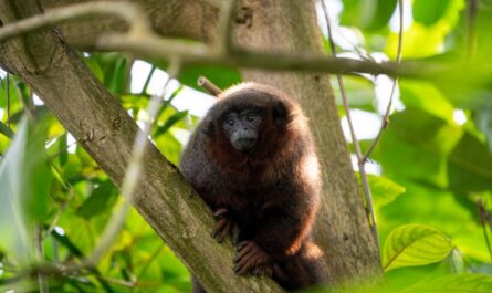 --- Ontdek **rode titi's** die vrij rondlopen in **Burgers' Mangrove**! Ervaar de unieke beleving in **Koninklijke Burgers' Zoo** waar deze apen zich vrij bewegen in een nagebootst ecosysteem. Plan je bezoek en observeer de natuurlijke gedragingen van dichtbij.