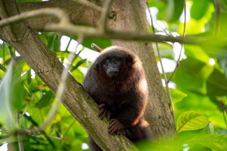 Twee rode titi’s uit Zoo Basel (Zwitserland) verkennen voor het eerst Burgers’ Mangrove in Koninklijke Burgers’ Zoo