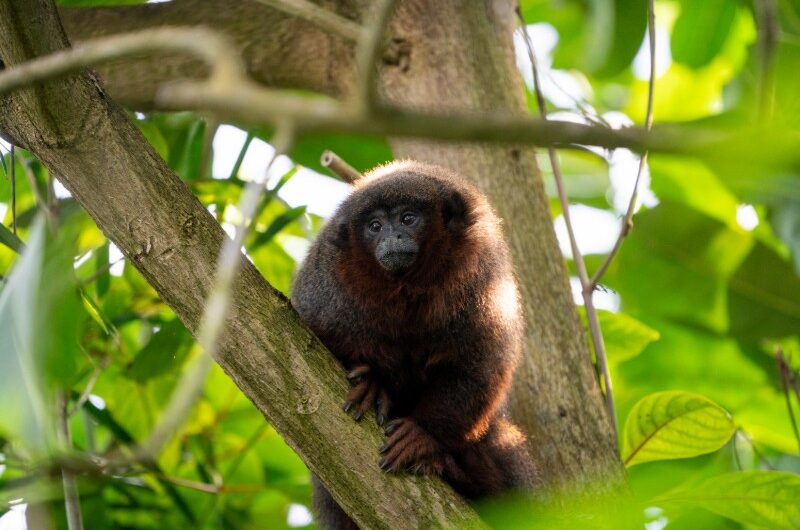 Twee rode titi’s uit Zoo Basel (Zwitserland) verkennen voor het eerst Burgers’ Mangrove in Koninklijke Burgers’ Zoo