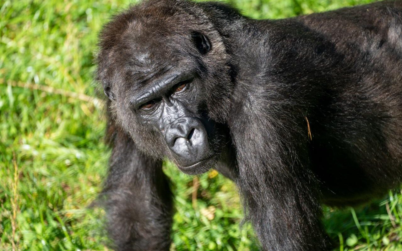 Nederlandse dierenparken ruilen gorillavrouwtjes voor Europees fokprogramma Nederlandse dierenparken ruilen gorillavrouwtjes voor Europees fokprogramma