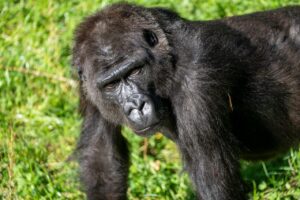 Nederlandse dierenparken ruilen gorillavrouwtjes voor Europees fokprogramma