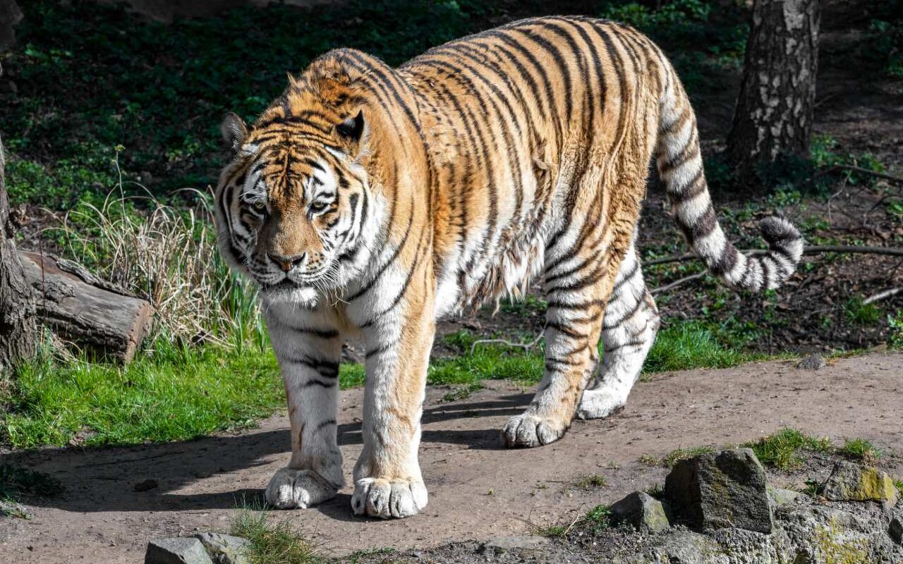Amoertijgerdrieling in Ouwehands Dierenpark zet eerste stapjes in het buitenverblijf Amoertijgerdrieling in Ouwehands Dierenpark zet eerste stapjes in het buitenverblijf