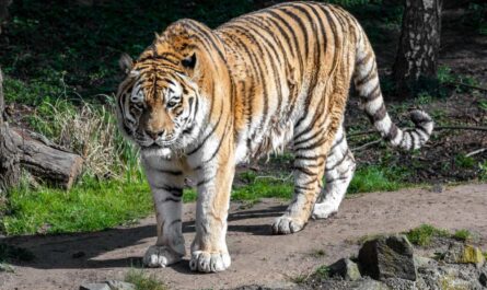 Amoertijgerdrieling in Ouwehands Dierenpark zet eerste stapjes in het buitenverblijf