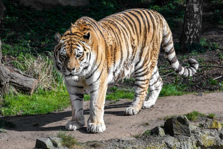 Amoertijgerdrieling in Ouwehands Dierenpark zet eerste stapjes in het buitenverblijf