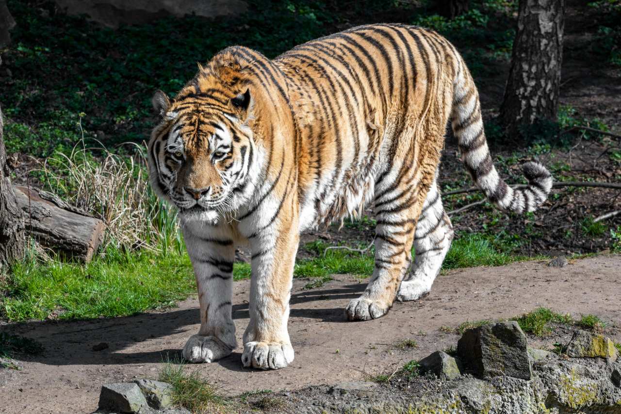 Amoertijgerdrieling in Ouwehands Dierenpark zet eerste stapjes in het buitenverblijf