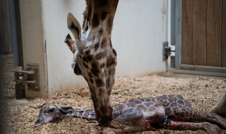 Burgers’ Zoo verwelkomt jong van ervaren giraffe