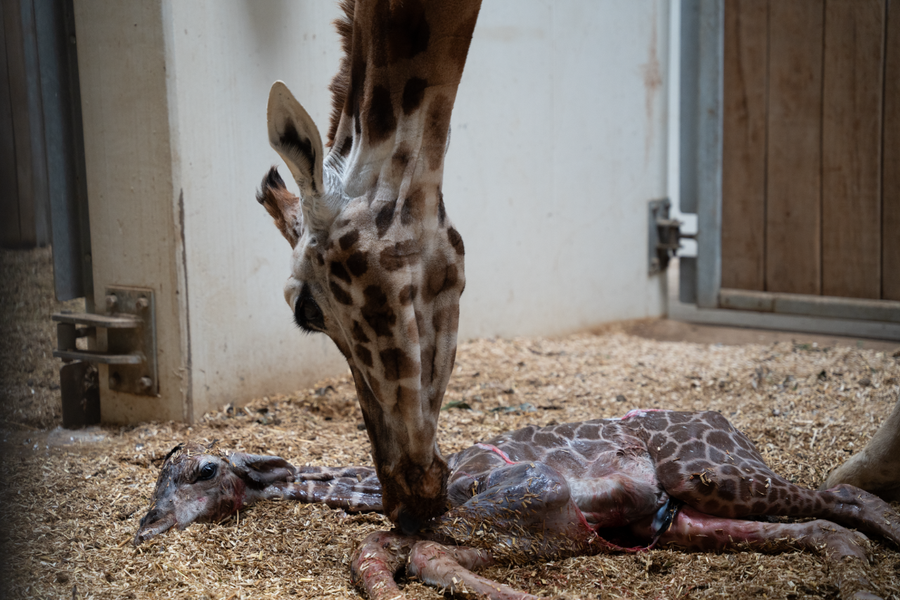 Burgers’ Zoo verwelkomt jong van ervaren giraffe Burgers’ Zoo verwelkomt jong van ervaren giraffe