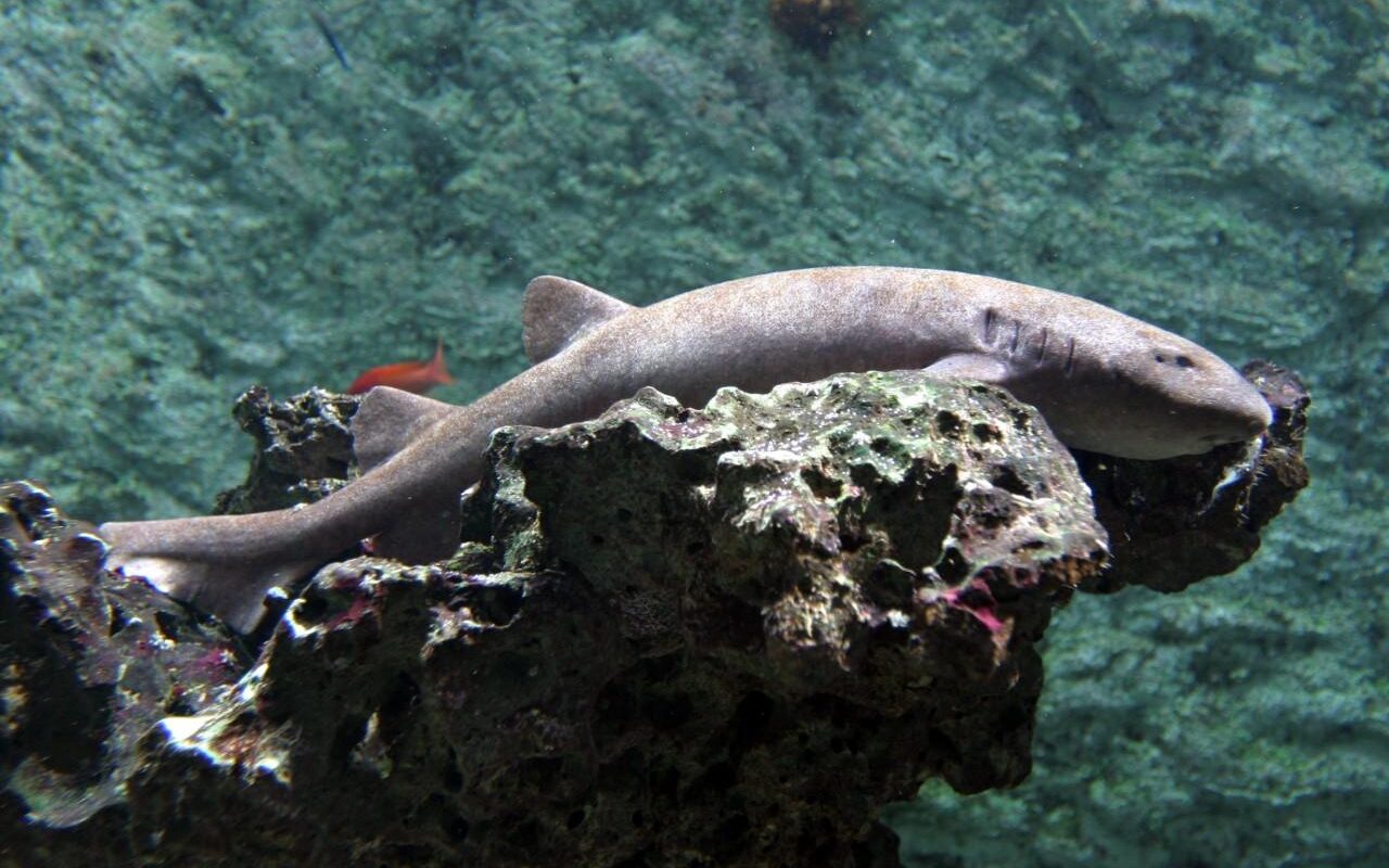 Amsterdamse haaien beëindigen logeerpartij in Arnhem Amsterdamse haaien beëindigen logeerpartij in Arnhem