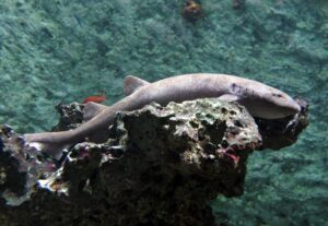 Amsterdamse haaien beëindigen logeerpartij in Arnhem