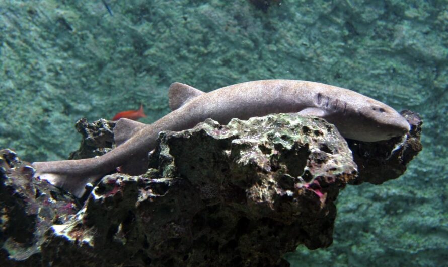 Amsterdamse haaien beëindigen logeerpartij in Arnhem